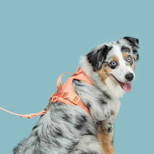 The No Pull Harness - Peach