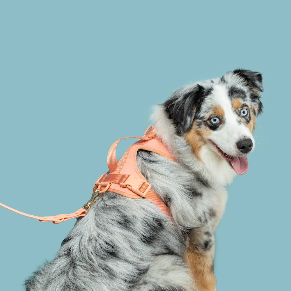 The Double Clip Waterproof Lead - Peach