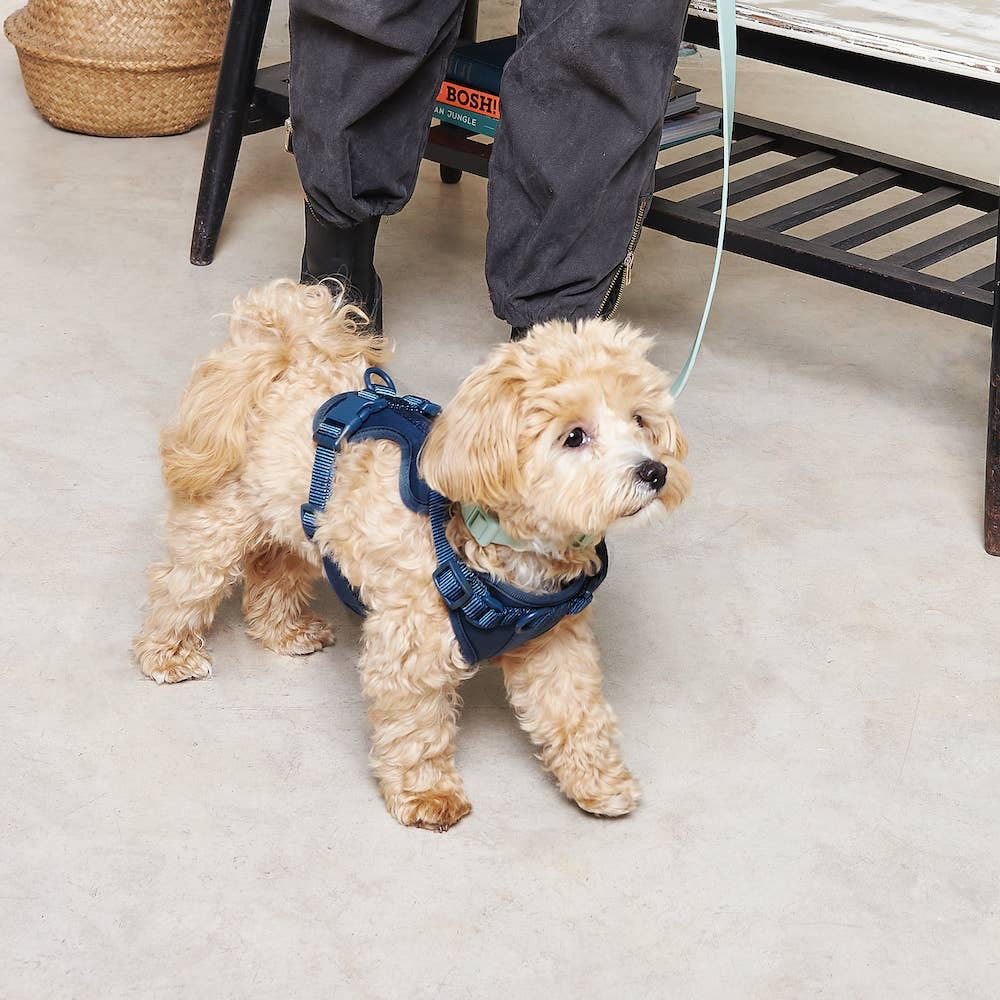 The No Pull Harness - Midnight
