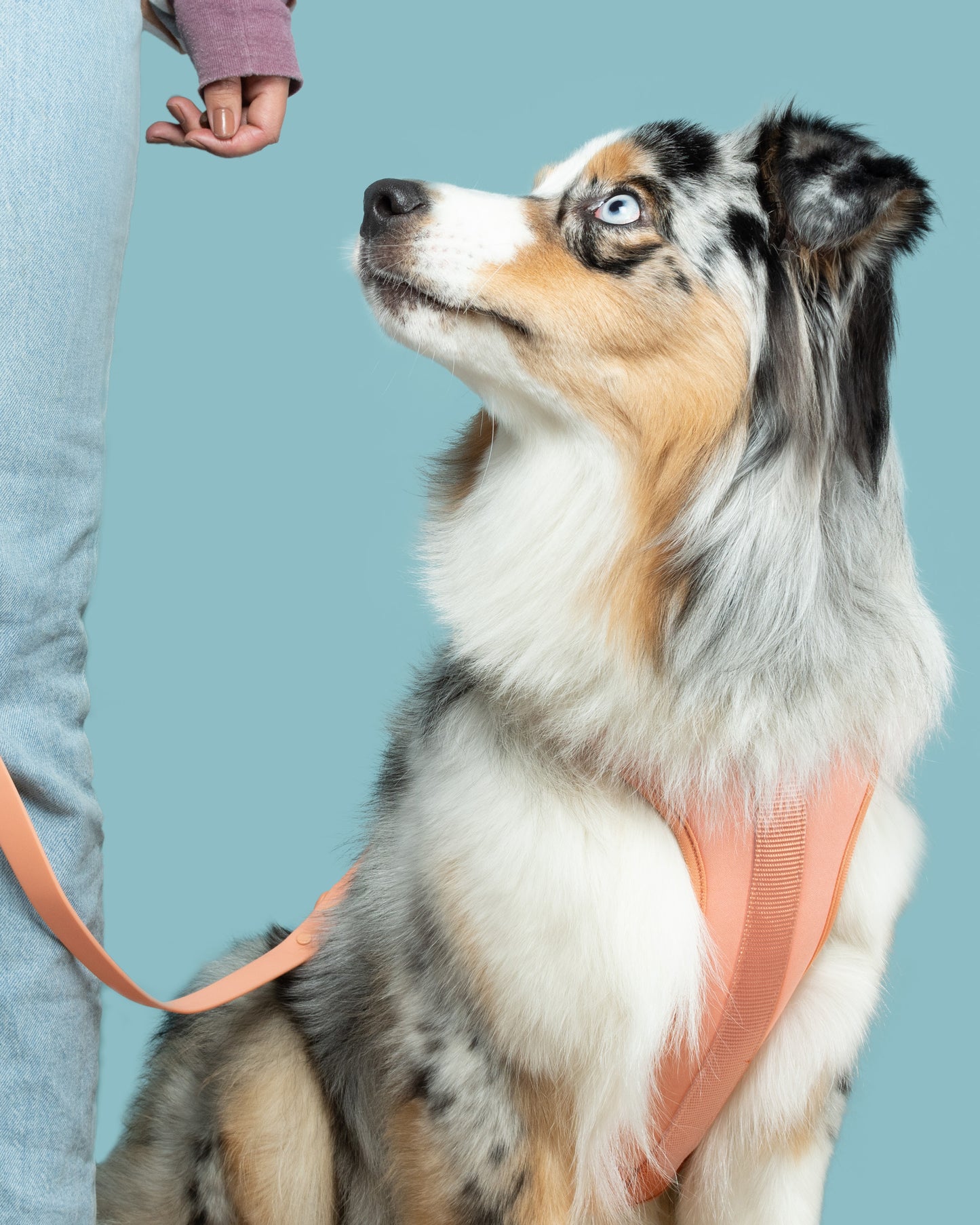 The No Pull Harness - Peach