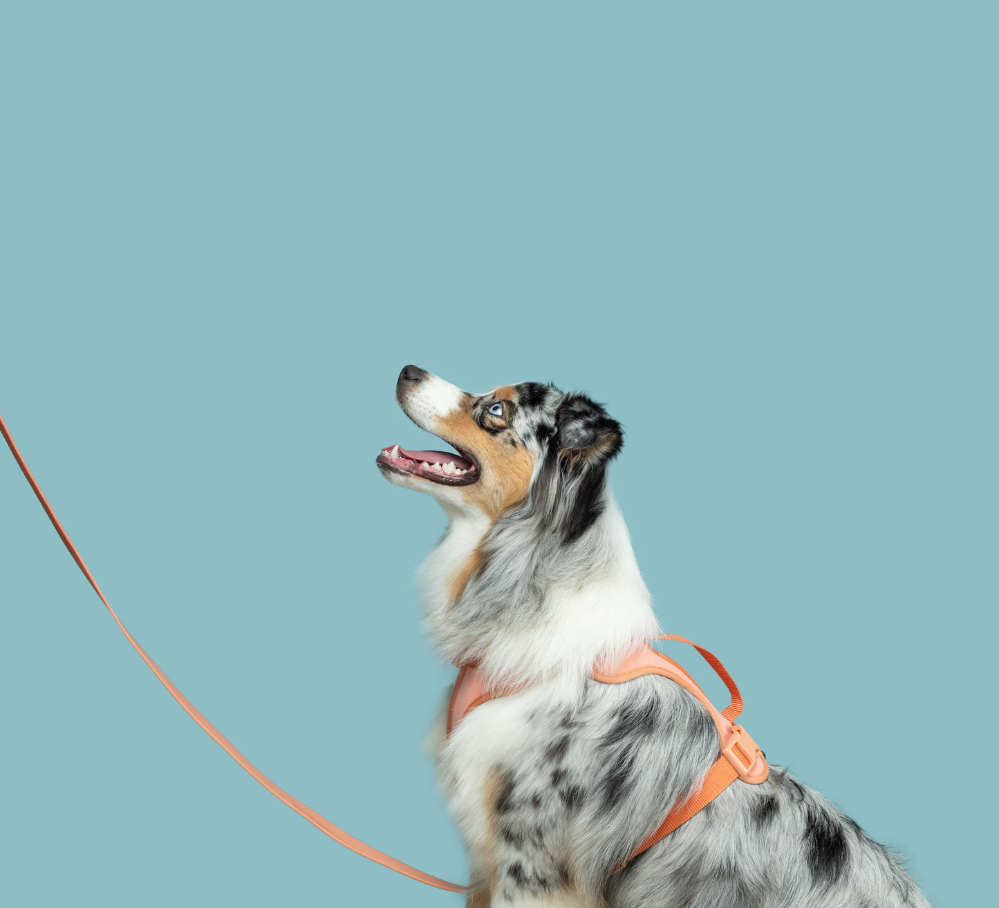 The No Pull Harness - Peach