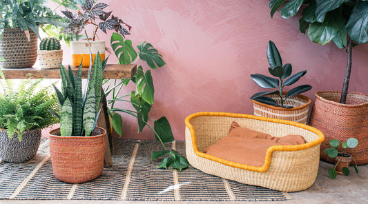 The Handwoven Veta Vera Dog Basket - Small